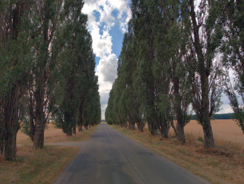 Topolová alej u Martínkova usiluje o titul Alej roku