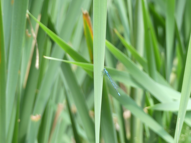 Image 20