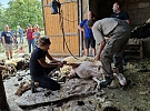 Ovce přišly o vlněné svetry a nová telátka dostala jména Bořivoj a Áňa