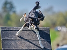 Dvaadevadesát agility týmů změřil své síly