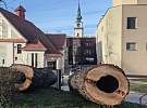 Lípu ve Smrtelné ulici nahradí liriodendron