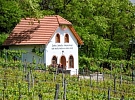 Sádeckou vinici koupila Česká zemědělská univerzita