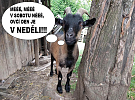 Na Ovčí den už v neděli!