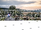 Policisté řešili dva uprchlé býky