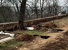 Opravy podřídili záchraně vzrostlého javoru