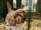Chovatelé se pochlubili holuby, drůbeží i králíky