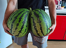 Melounový obr z Bítovánek vážil přes 20 kilo